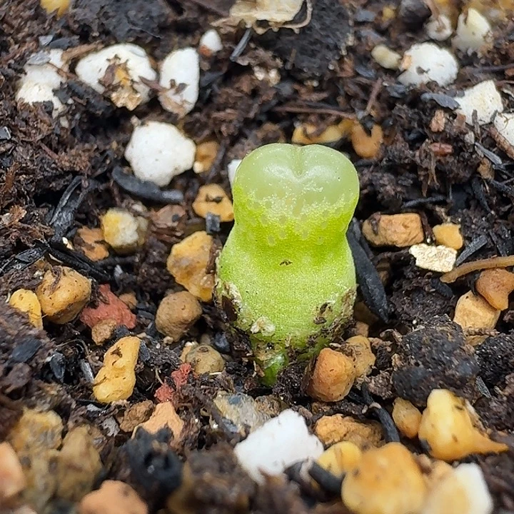 老马生石花小葫芦2810