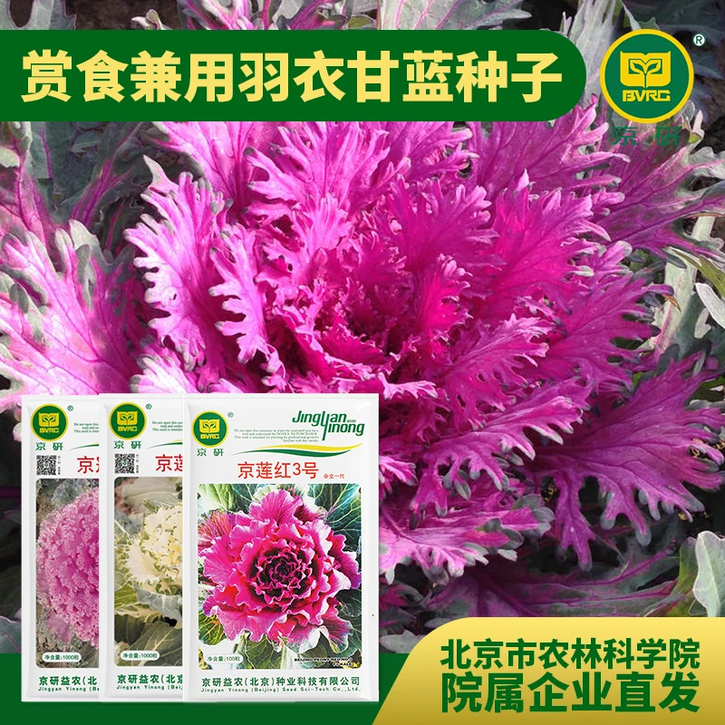 京研【农科院】京研羽衣甘蓝观赏食用蔬菜种子阳台盆栽易种春耕节
