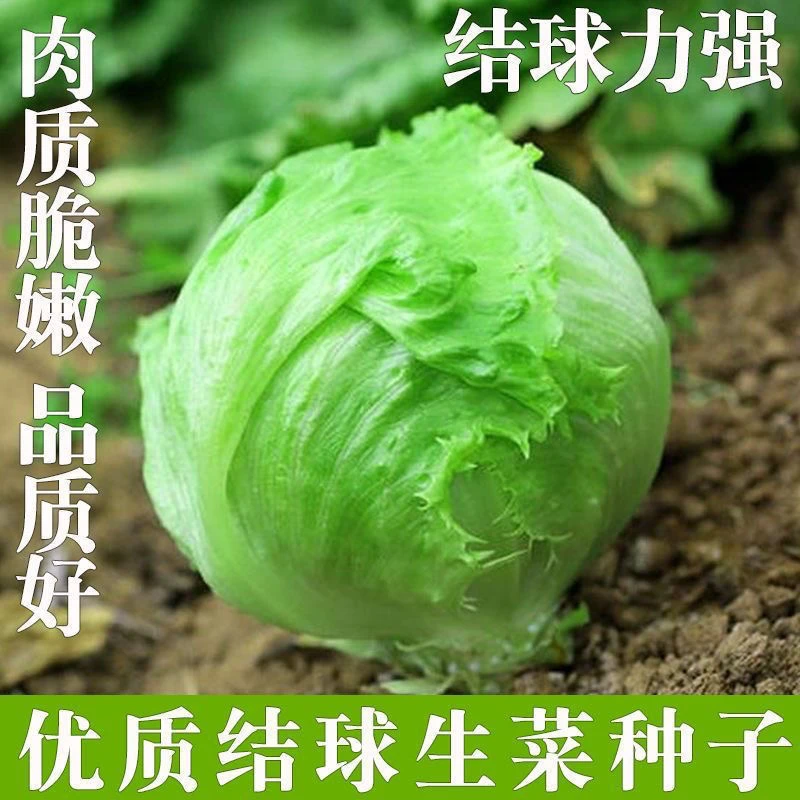 【结球生菜种子】球种籽球形四季阳台秋后菜籽高产菜种蔬菜青菜大全