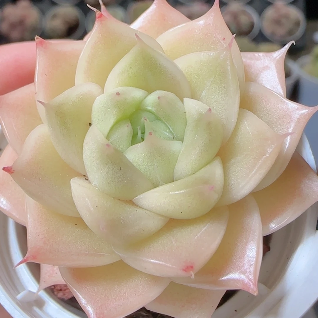 花语多肉1223-08麦秆
