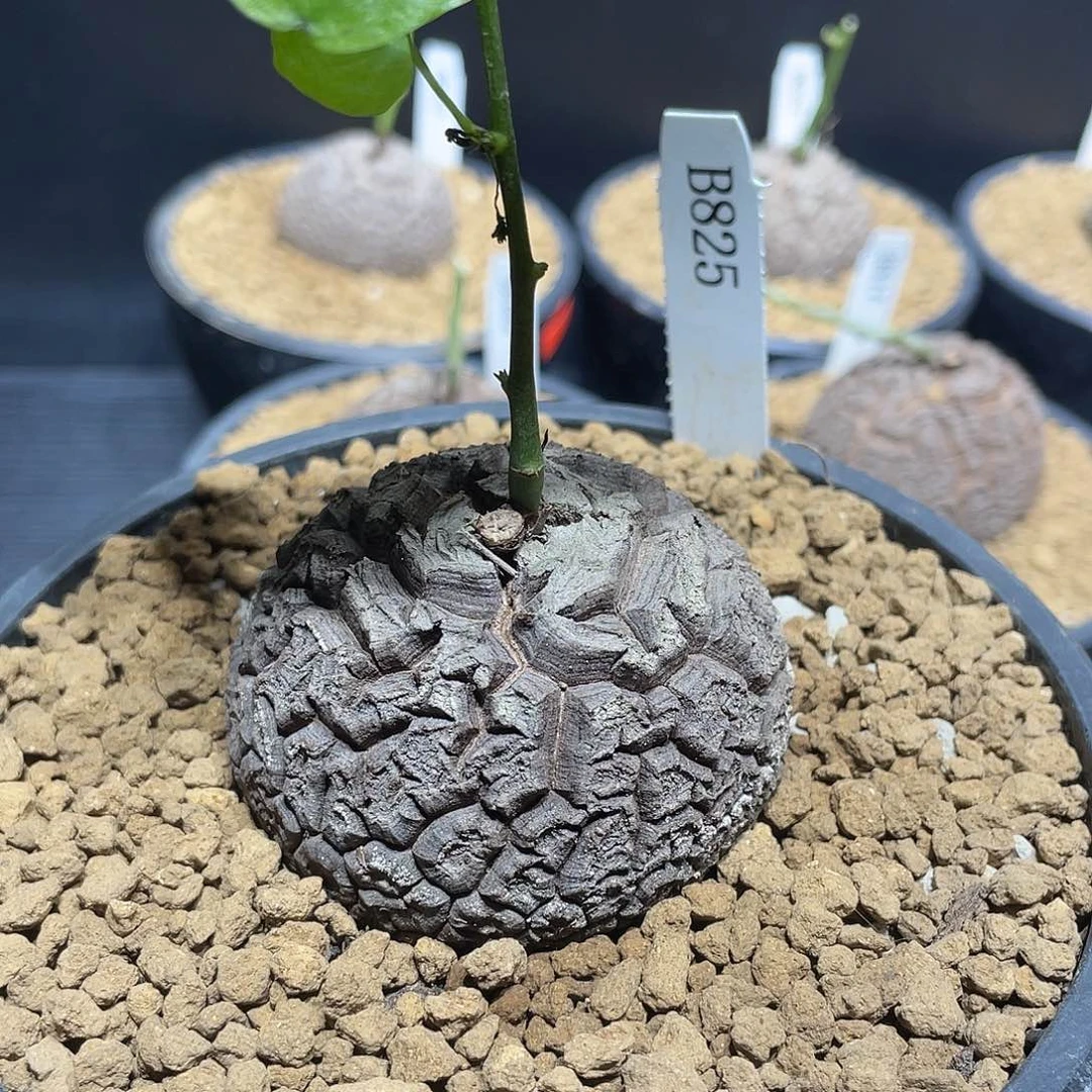 825号龟甲龙6.4公分