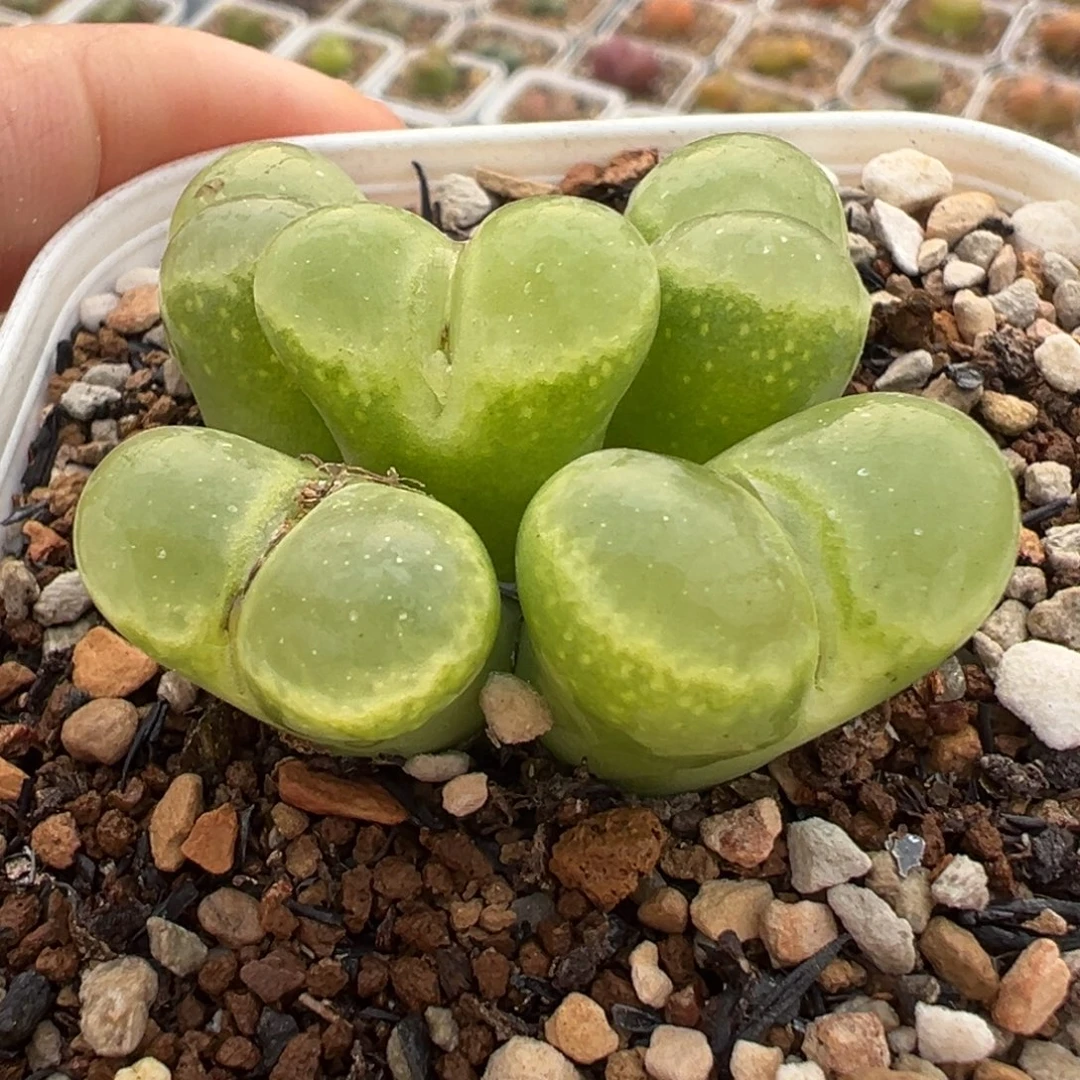 *****绿体极窗8年带盆多肉