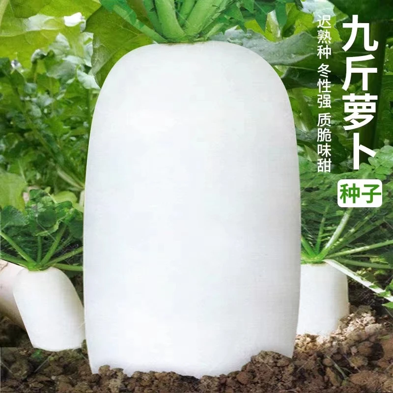 九斤王白萝卜种籽不空心春不老萝卜籽特大白萝卜种子秋冬蔬菜种子