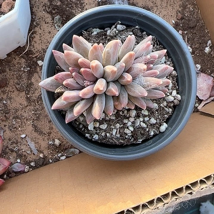 心****师青蛙王子儿童牙膏111