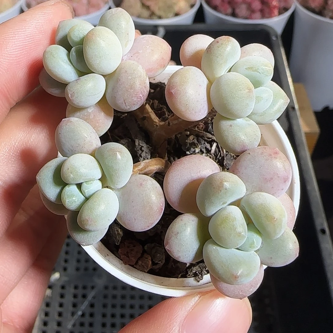 多肉1219-92鱼子酱小老桩