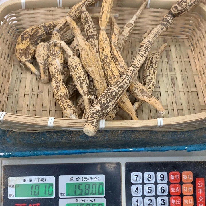 想***魚中国大陆串牛野干8