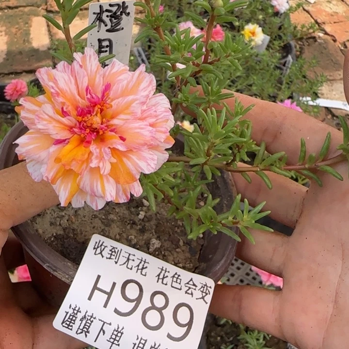 无花朵H989超小苗盆口10cm可能有虫糖宝