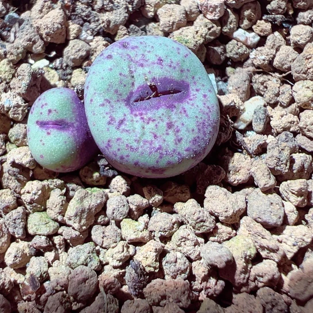 新****?305-462.我是真的