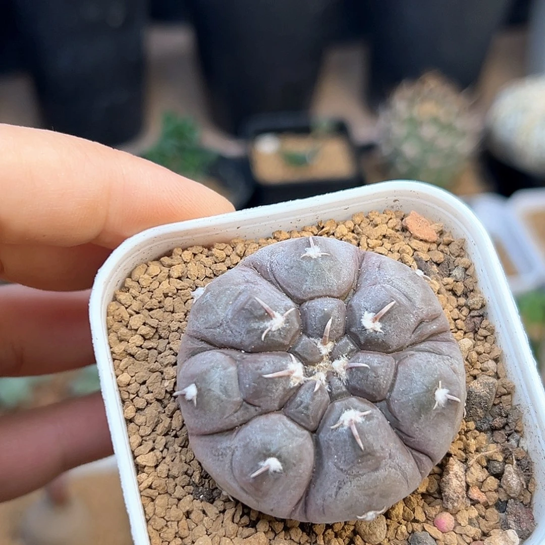 蜡质皮腹棱铅皮实生球一颗4.4cm