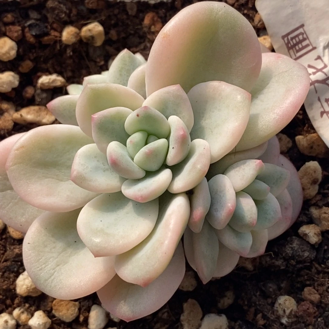 357白马锦无砍三头