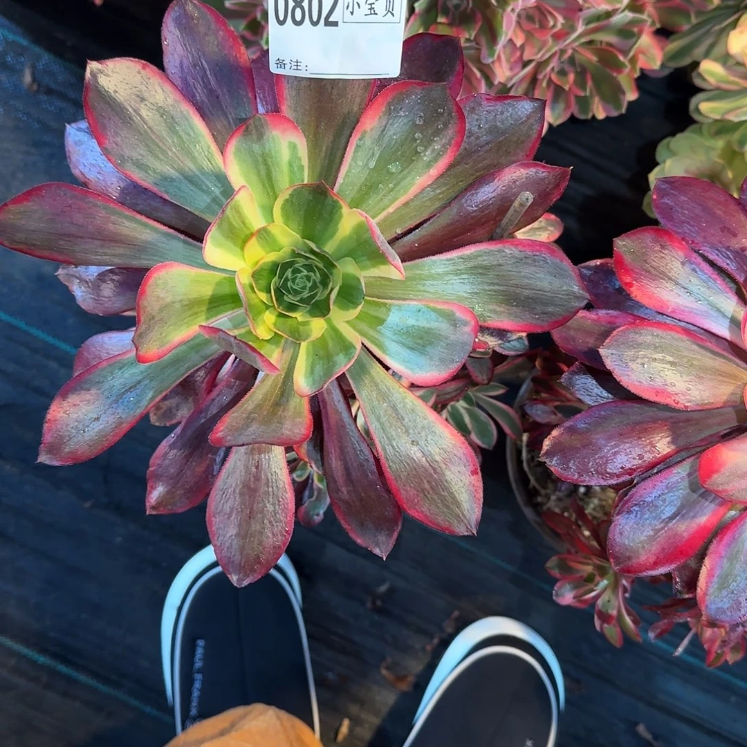 海***娟0802多肉红魔女多肉。