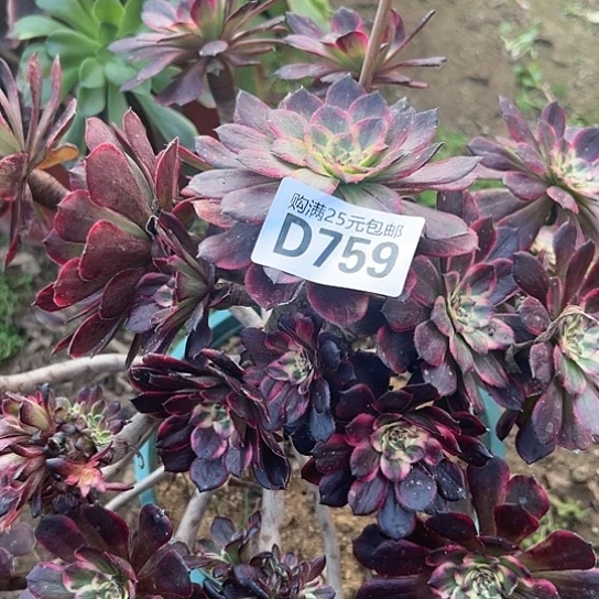 鈭*i多肉植物一个