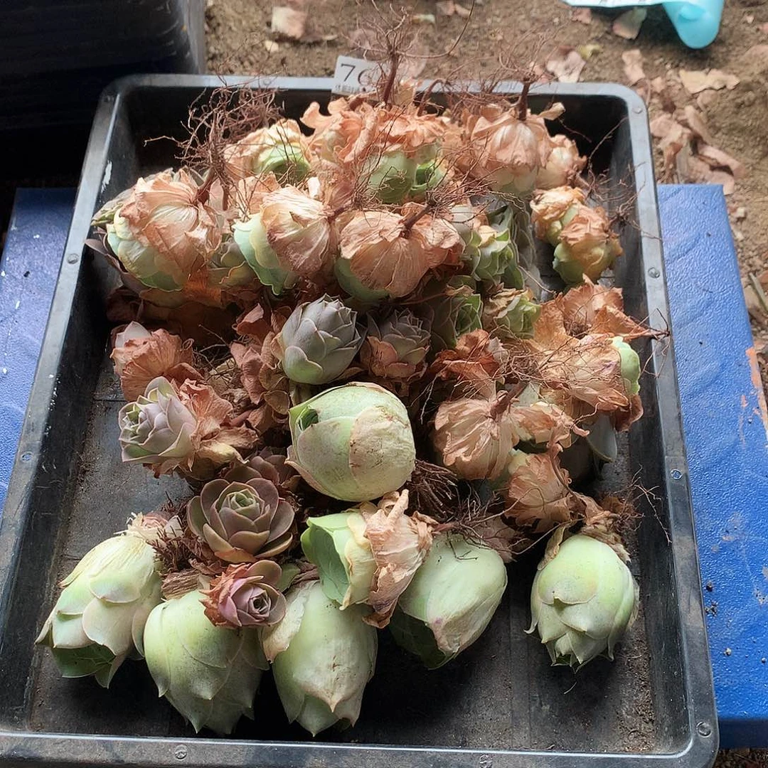 山地玫瑰清棚款76