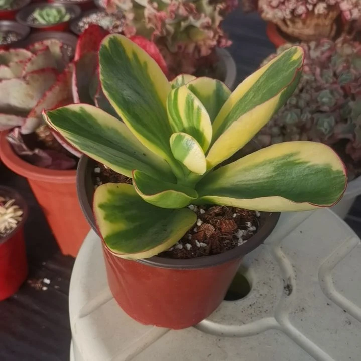 包菜家族的青梅白覆轮锦