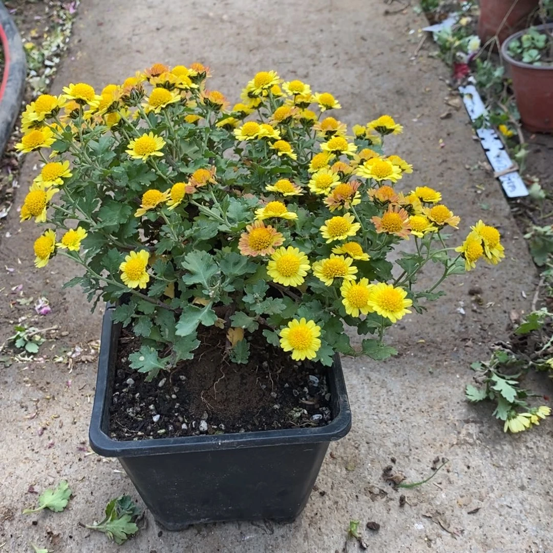 @****无花朵盆景盆景盆景50