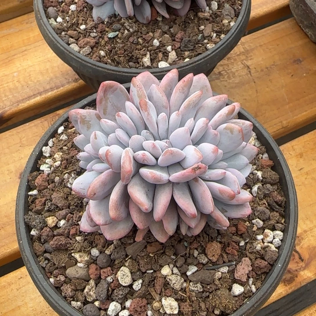 多肉植物一物一拍