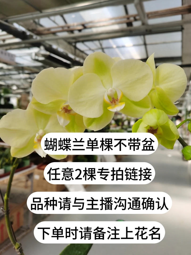 蝴蝶兰单棵双箭（不带盆），2棵起拍