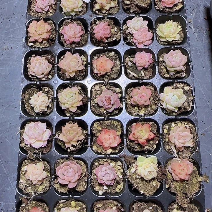 直播一物一拍多肉145