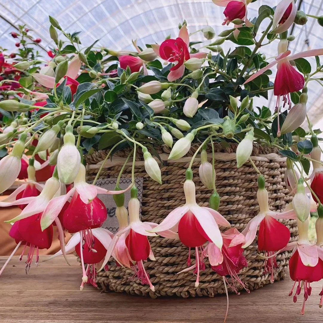 【红粉佳人】灯笼花倒挂金钟年宵花盆栽地栽阳台庭院好养护花期长