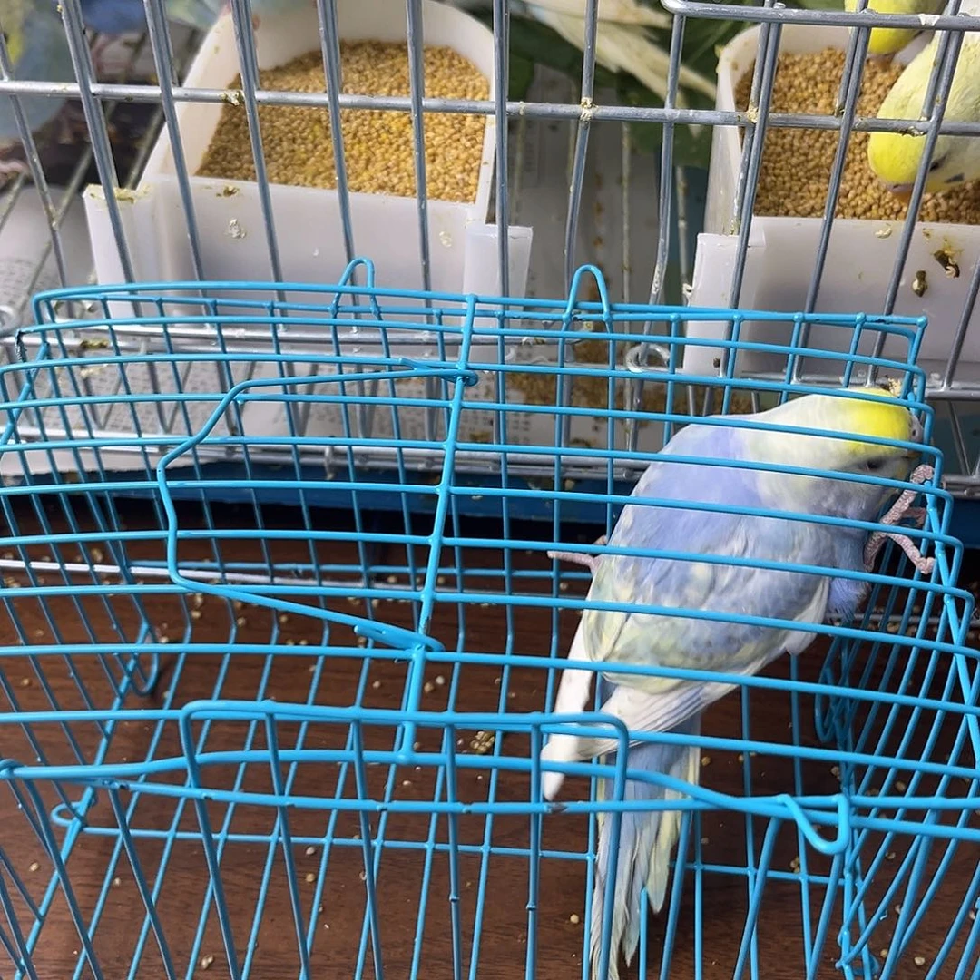 虎皮鹦鹉金彩鹦鹉