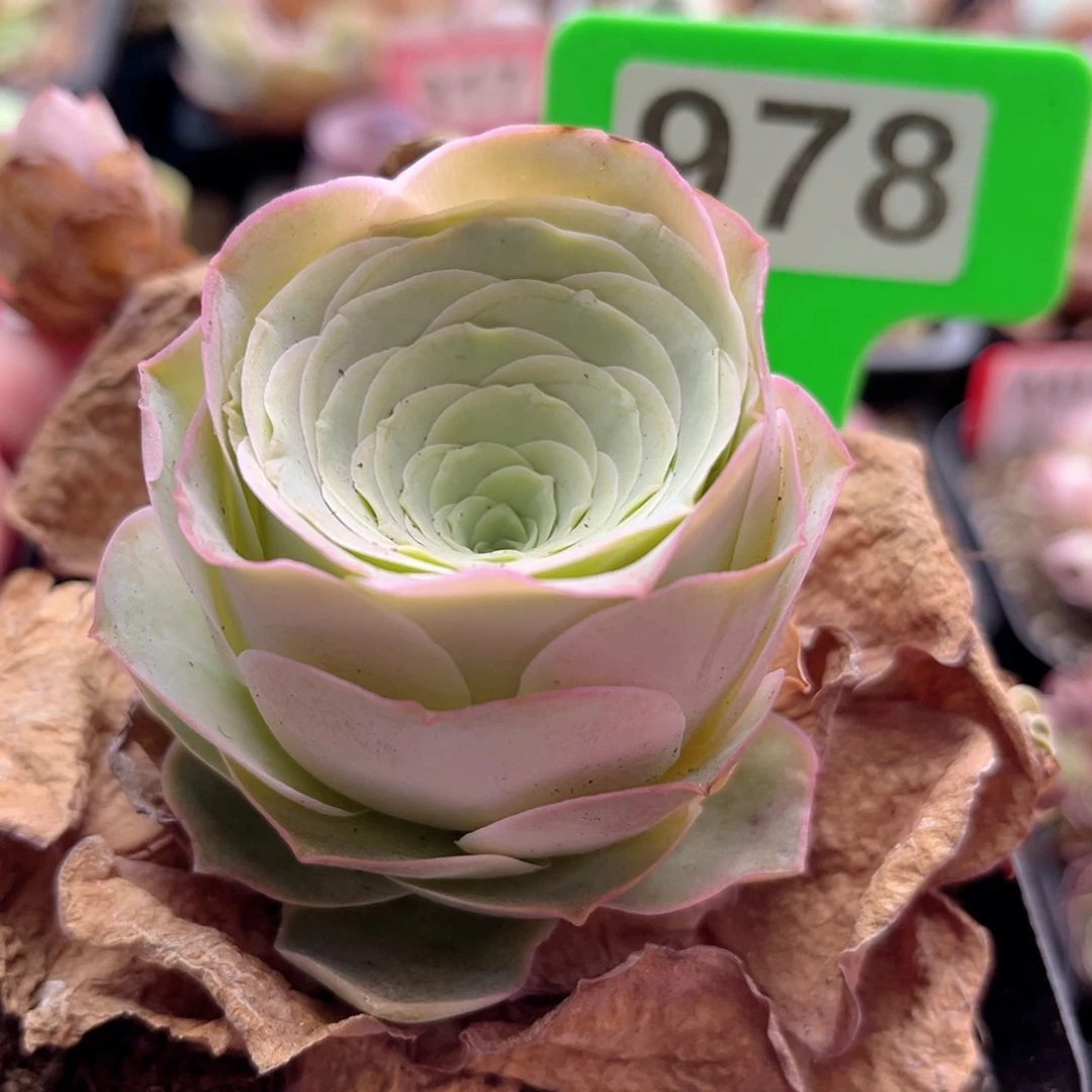 978 碧珠 一物一拍
