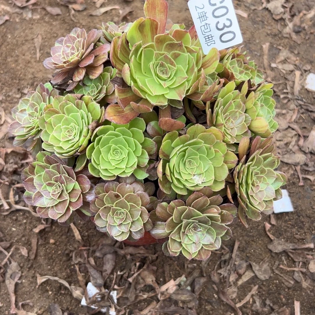 030多肉  花月夜 不包断头