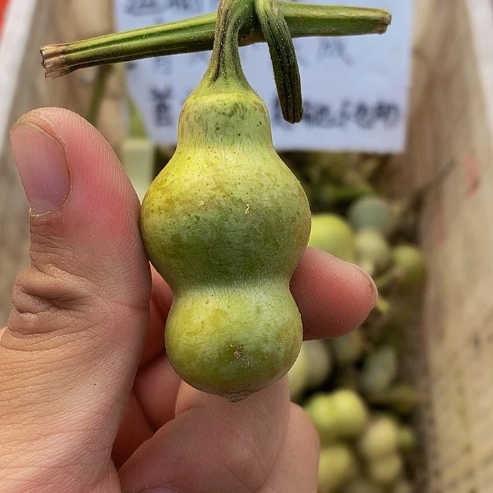 蘇*哈哈哈哈哈哈哈哈哈