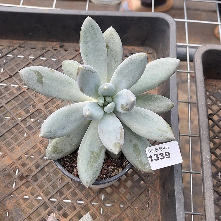 阿雅园艺。        1339哥特萝莉