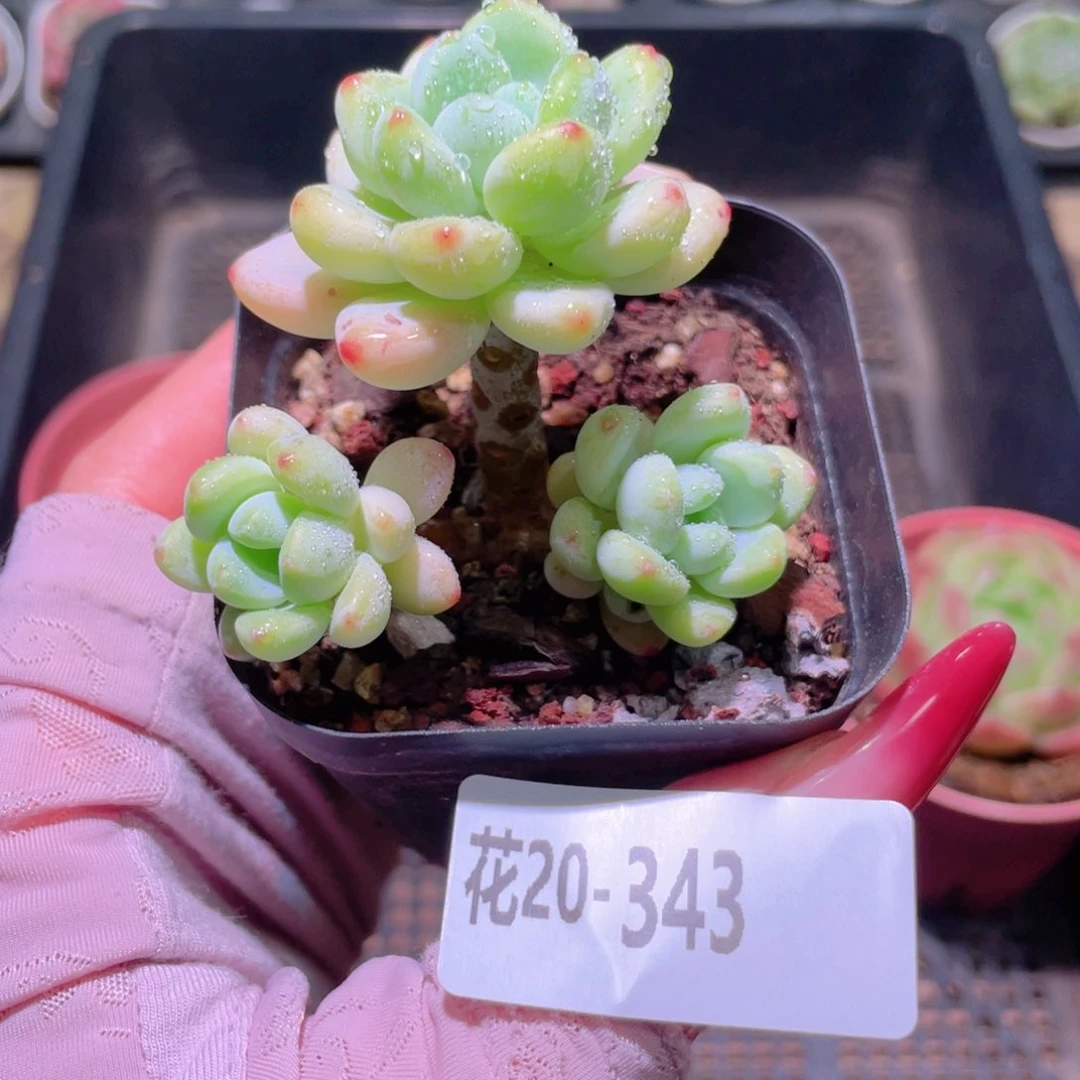 花利美20-343罗琦