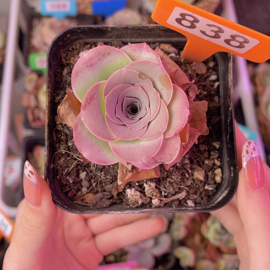 单品一物一拍838号