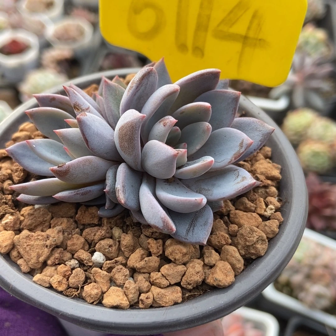 6114青轨多肉植物保护