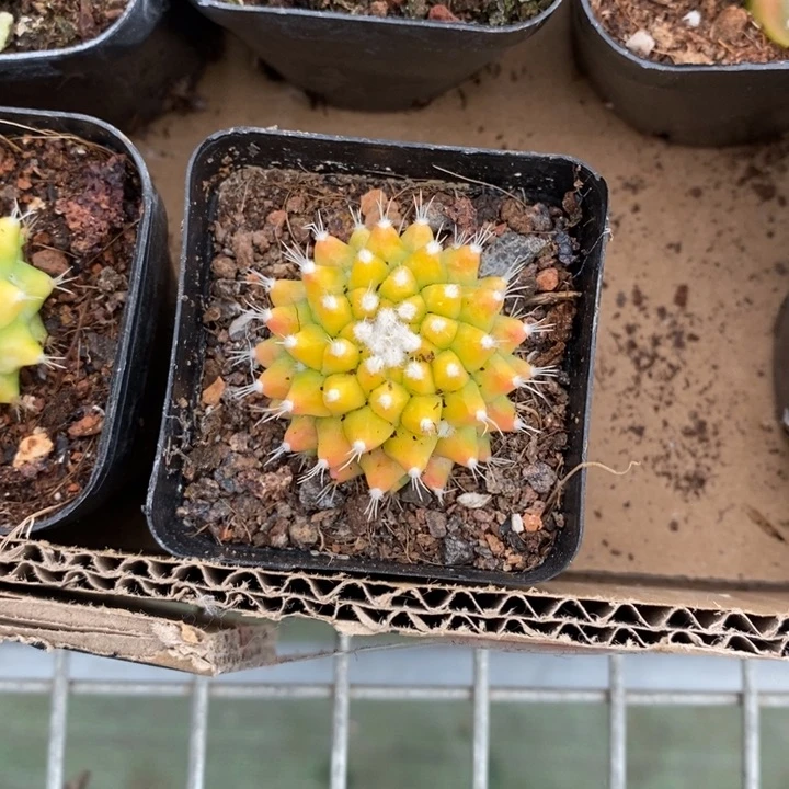 何*乌伯克利和格蕾纳等著名音乐家