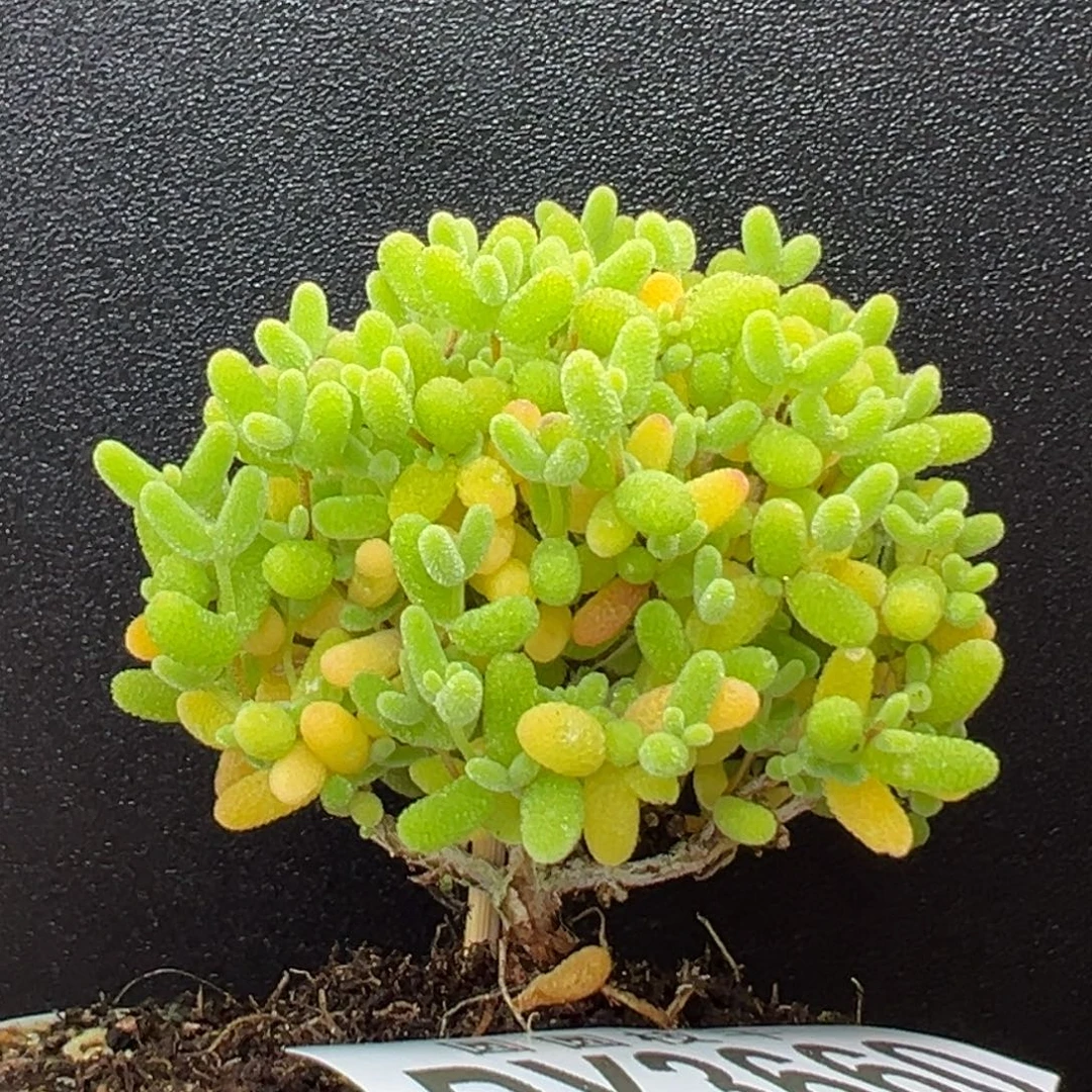 dy3660精控圆墩墩蜜橘糖球冠幅5cm
