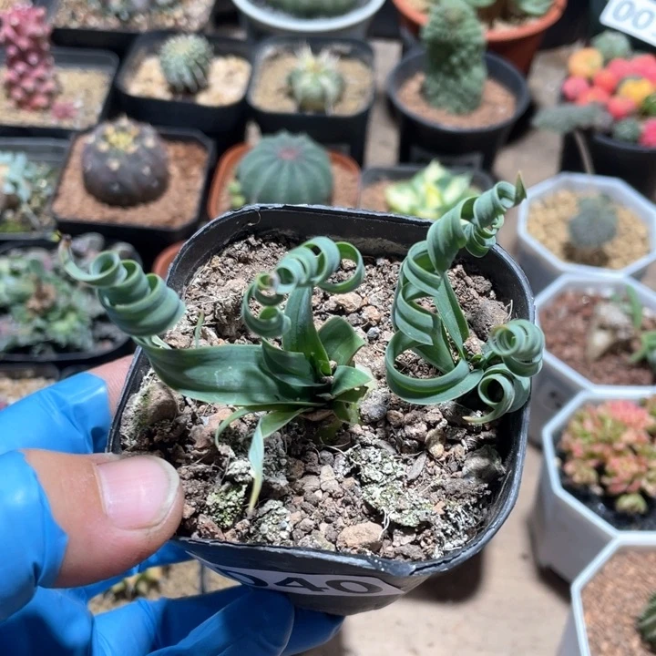 040宽叶弹簧草一盆