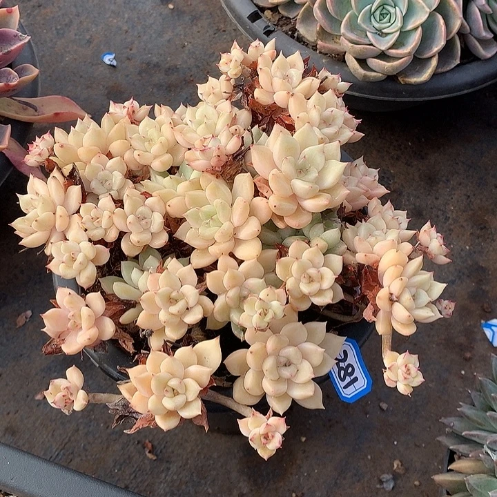 281璀璨 一物一拍多肉