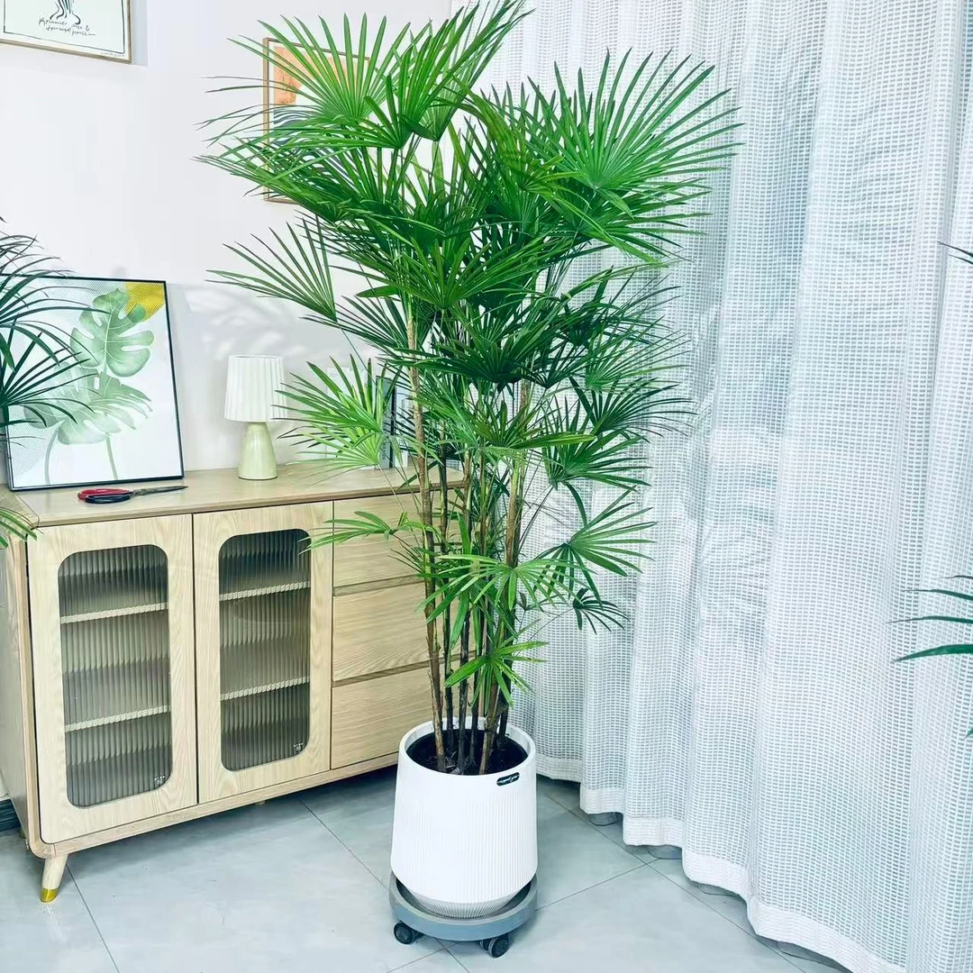 FF金山棕竹室内外盆栽可水培土培净化空气四季常青好养活26