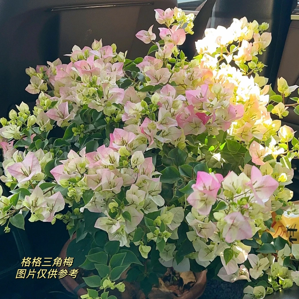 绿樱·带花渐变粉勤花四季开花三角梅爬藤