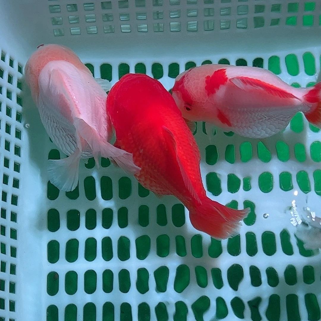 海水鱼泰狮元宝超级玛丽