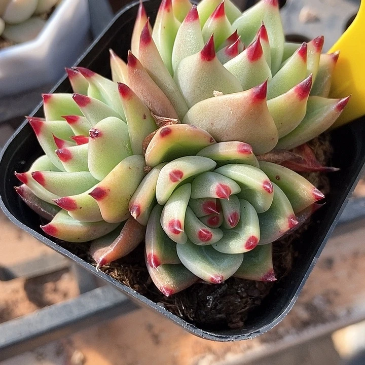 多肉植物蓝龙717