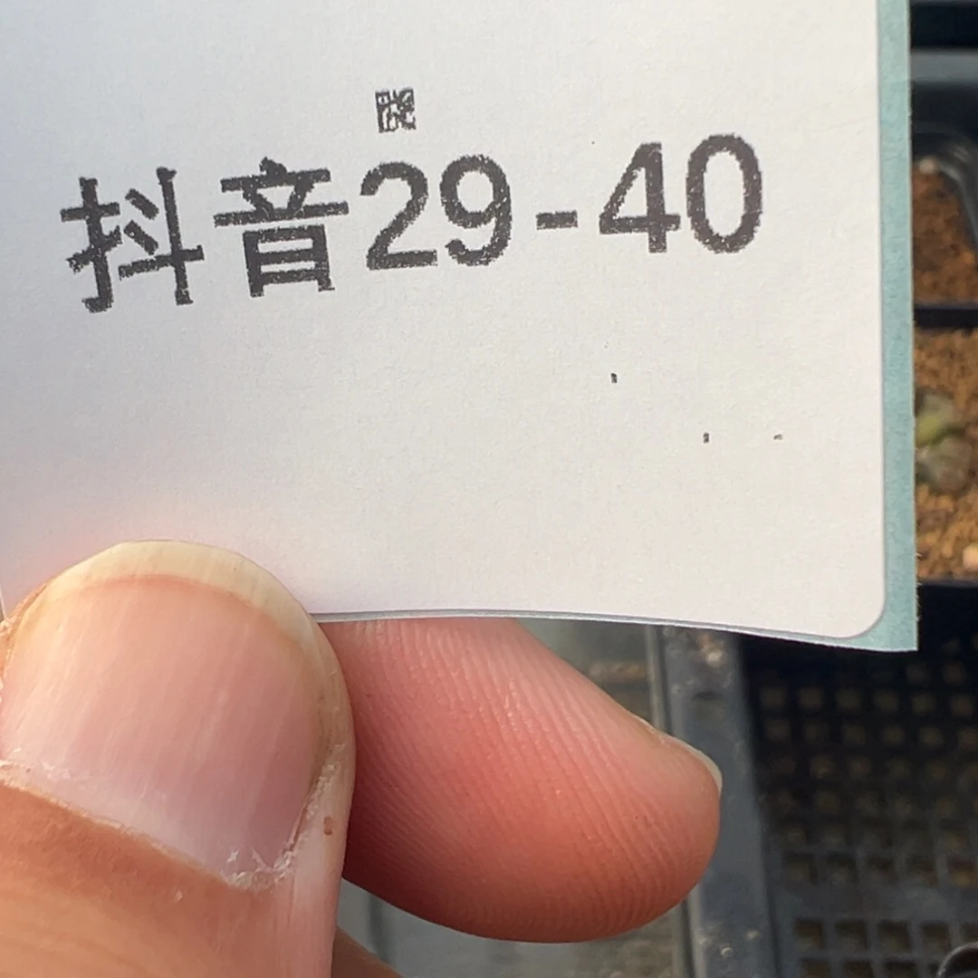 ****儿29-40宝辉玉多肉植物