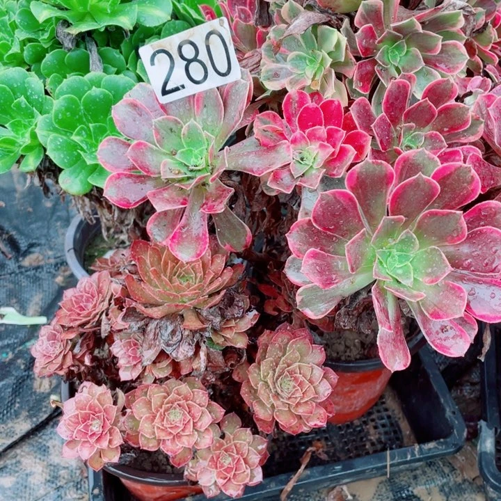多肉植物组合280