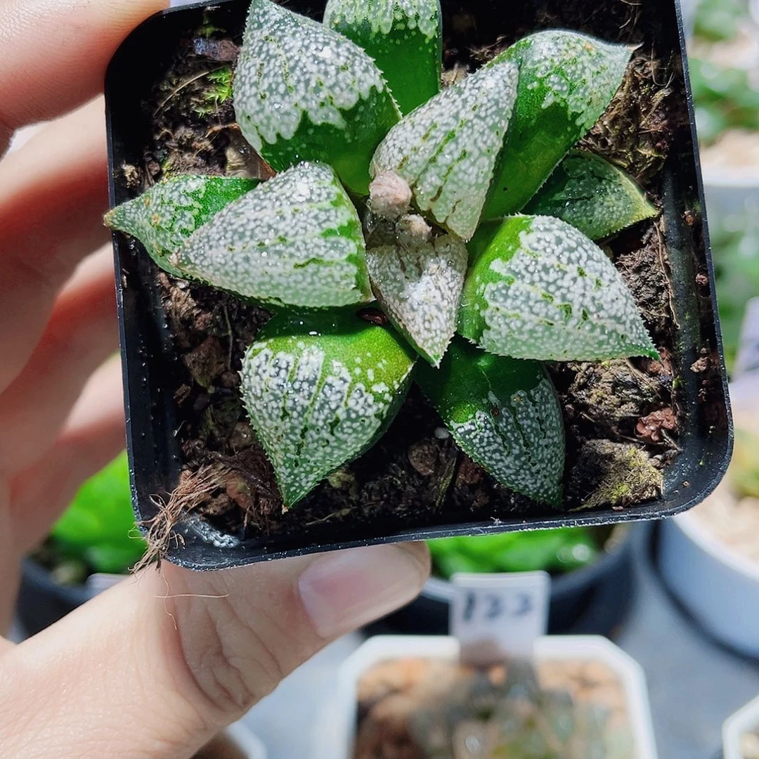 白银系列新手好养