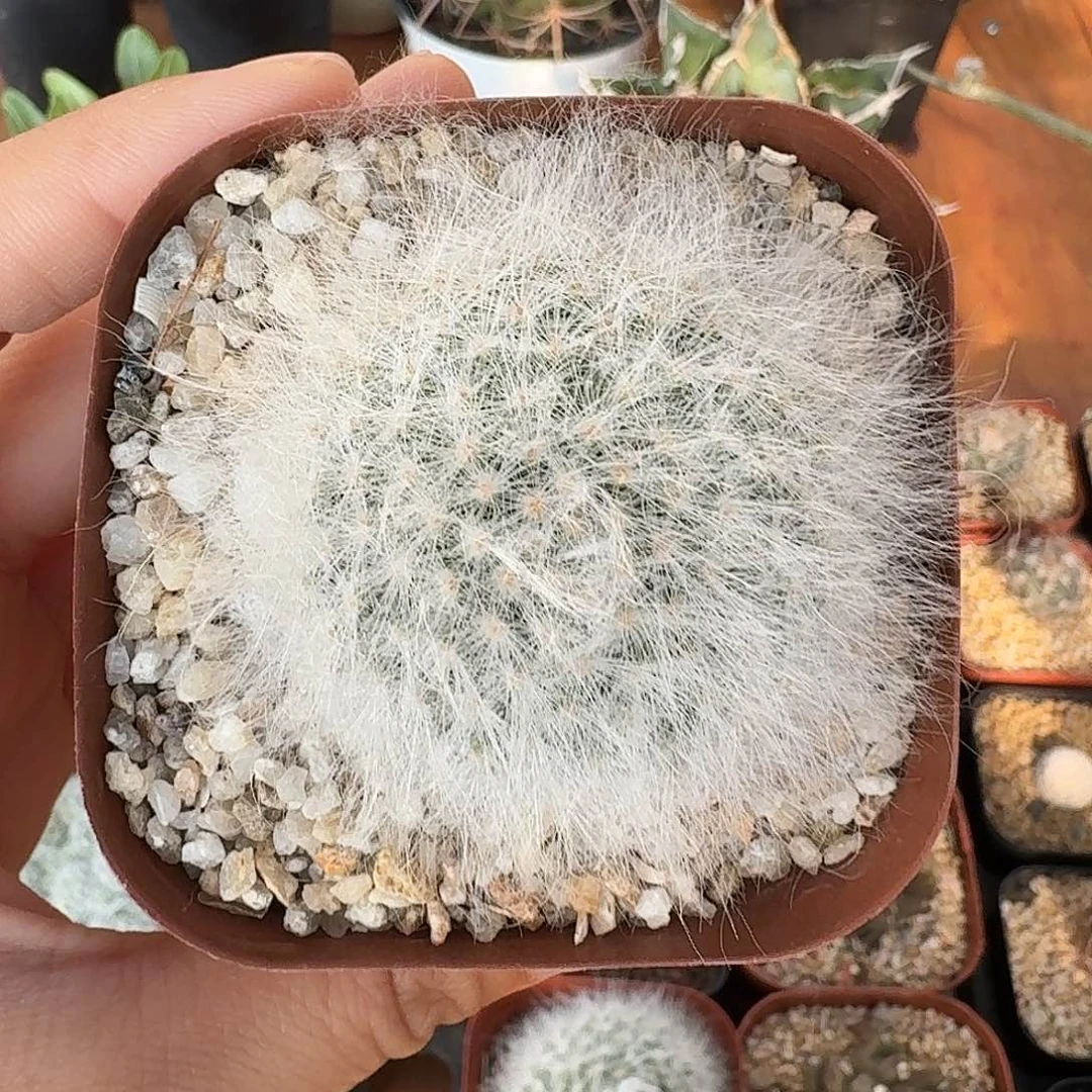 无刺丽光殿单头仙人球