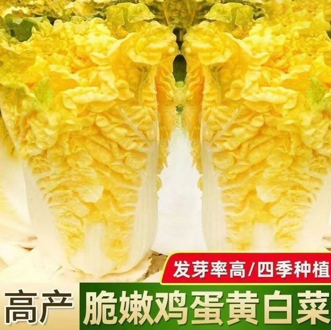 鸡蛋黄奶油大白菜种子真好吃黄心快菜种籽耐热四季播蔬菜种子