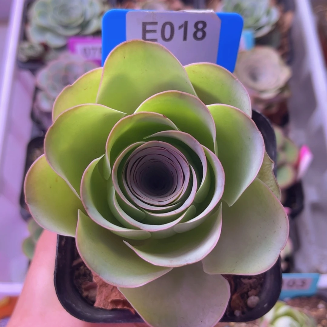 盛夏玫瑰一物一拍E018