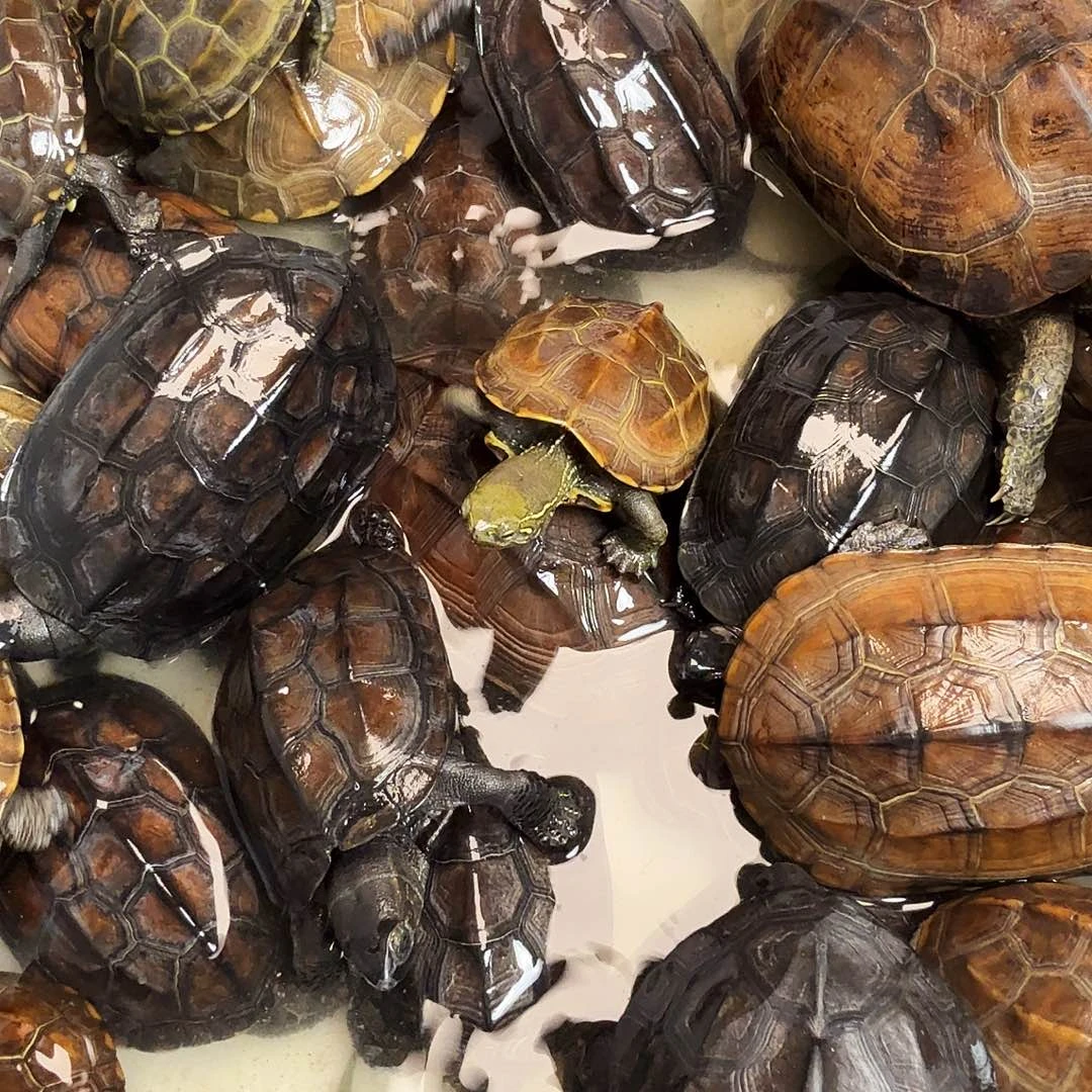 开***宠绿毛龟母6666666666666