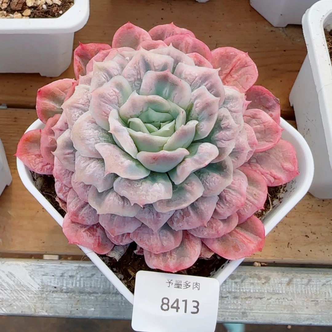 爱***谈泡泡纱裙，8413多肉植物