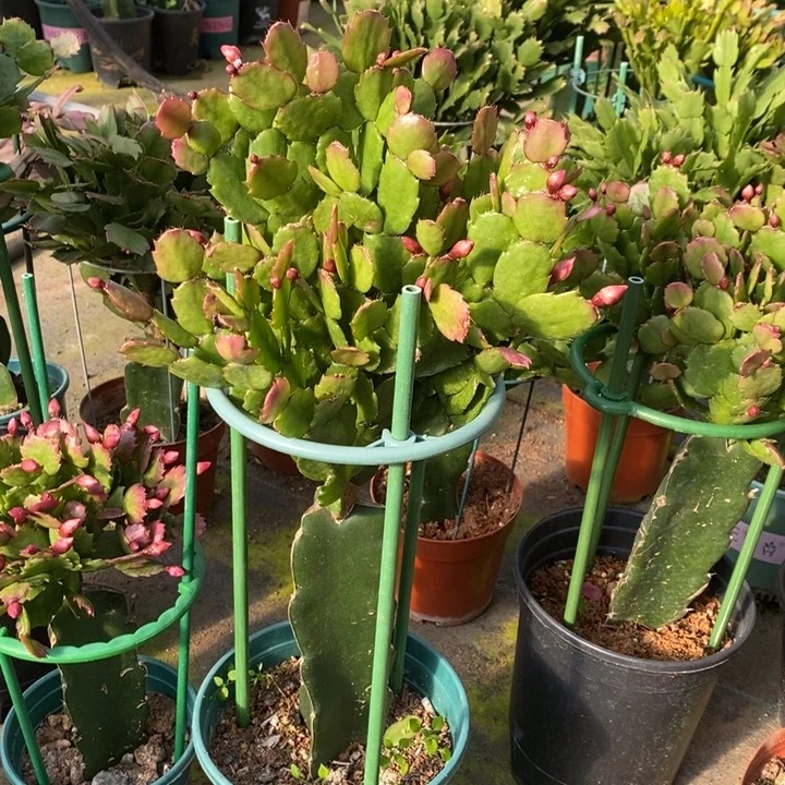 大部分花苞少量开放748嫁接037