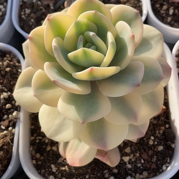 白月光锦一物一拍锦龙