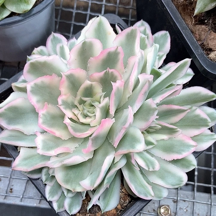 春***开紫蝴蝶锦群多肉植物